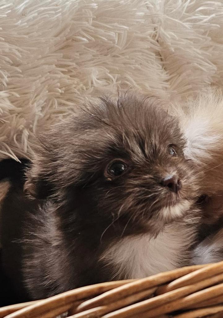 Leuke dwergkees - pomeriaan pups!, Dieren en Toebehoren, Honden | Poolhonden, Keeshonden en Oertypen, Teef, Keeshond, Particulier