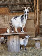 Landgeiten en bokje, Dieren en Toebehoren, Schapen, Geiten en Varkens, Meerdere dieren, Geit
