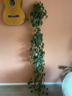 Hangplant met mandje, Ophalen, Overige soorten, Halfschaduw, In pot