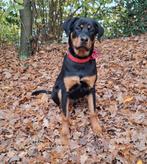 Rottweiler van 7,5 maand, Rabiës (hondsdolheid), 15 weken tot 1 jaar, Reu, Eén hond