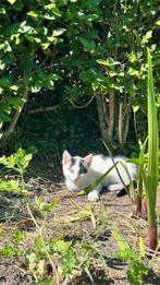 2 boerderijkatten geboren op 8 maart, Dieren en Toebehoren, Katten en Kittens | Overige Katten