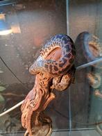 Gevlekte python/ Antaresia maculosa, Dieren en Toebehoren, Reptielen en Amfibieën, Slang, 3 tot 6 jaar