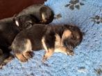 Duitse herder pups, Dieren en Toebehoren, 8 tot 15 weken, Meerdere, Meerdere dieren, Herder