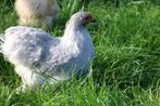 cochinkriel kippen parelgrijs, Dieren en Toebehoren, Vrouwelijk, Kip