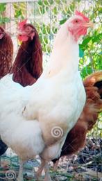 Leg henen 17 weken oud, Dieren en Toebehoren, Vrouwelijk, Kip