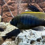Malawi: Petrotilapia Sp., Vis