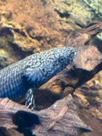 Kwastvinsnoek, Dieren en Toebehoren, Vissen | Aquariumvissen, Vis