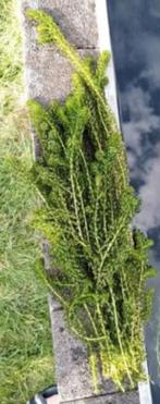 zuurstofplanten vijver gevraagd gratis, Tuin en Terras, Vijvers, Ophalen, Gebruikt
