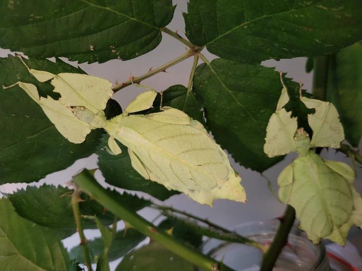 4 wandelende blaadjes volwassen vrouwen, Dieren en Toebehoren, Insecten en Spinnen, Wandelende tak