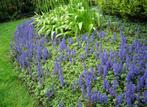 Ajuga Atropurpurea | Kruipend Zenegroen | Chemievrij, Bodembedekkers, Vaste plant, Ophalen of Verzenden, Halfschaduw