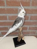 Prachtige opgezette valkparkiet, Ophalen of Verzenden, Nieuw, Vogel, Opgezet dier