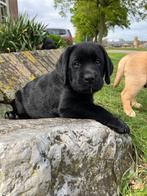 Zwarte labrador pups van geteste ouders, Dieren en Toebehoren, Honden | Retrievers, Spaniëls en Waterhonden, CDV (hondenziekte)