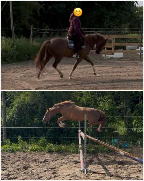 Verkocht, Dieren en Toebehoren, Pony's, Ruin, Recreatiepony, 3 tot 6 jaar