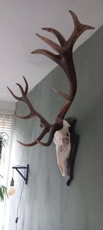 Groot Edel hert gewei op echte schedel, Ophalen, Zo goed als nieuw, Hert, Schedel