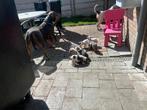 American bully xl pups merle tri , wit , pied tri, Overige rassen, 8 tot 15 weken, CDV (hondenziekte), Meerdere
