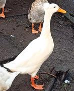 Indische loopeend met kuif, Dieren en Toebehoren, Mannelijk, Eend