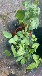 Biologische frambozen stekjes tuinplant, Ophalen of Verzenden, Zomer, Volle zon