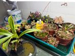 Diverse vleesetende planten te koop, Tuin en Terras, Planten | Tuinplanten, Ophalen of Verzenden, Vaste plant, Overige soorten