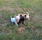 Prachtige Chihuahua pups., Dieren en Toebehoren, Honden | Chihuahua's en Gezelschapshonden, 8 tot 15 weken, CDV (hondenziekte)