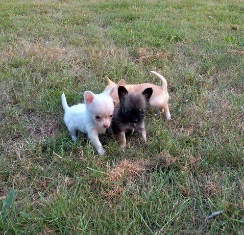 Prachtige Chihuahua pups., Dieren en Toebehoren, Honden | Chihuahua's en Gezelschapshonden, Meerdere dieren, Chihuahua, Particulier