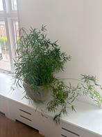 Grote Sierasperge (Asparagus) - excl. pot, Ophalen, Overige soorten, Halfschaduw, Minder dan 100 cm