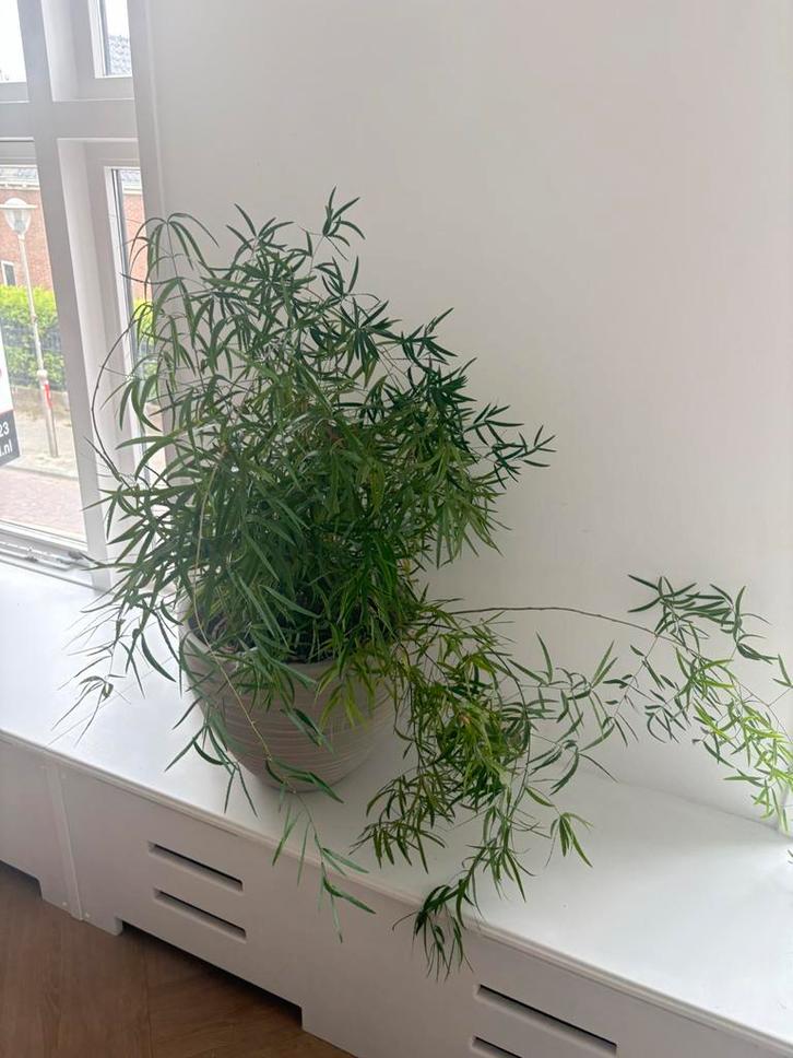 Grote Sierasperge (Asparagus) - excl. pot, Huis en Inrichting, Kamerplanten, Overige soorten, Minder dan 100 cm, Groene kamerplant