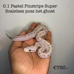 0.1 Pastel Pinstripe Super Scaleless poss het ghost NK25, Dieren en Toebehoren, Reptielen en Amfibieën