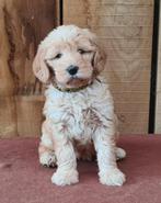 Labradoodle multigen pups, Dieren en Toebehoren, Honden | Retrievers, Spaniëls en Waterhonden, Nederland, Overige rassen, CDV (hondenziekte)