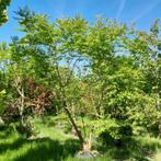 Grote meerstammige Blazenboom (Koelreuteria paniculata), Ophalen, Volle zon, Overige soorten