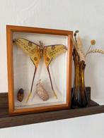 Komeetvlinder in lijst, Ophalen of Verzenden