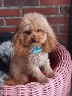 Toy poedel dekreutje 18 cm, Dieren en Toebehoren, Honden | Dekreuen, Reu, CDV (hondenziekte), 1 tot 2 jaar, Eén hond