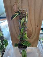 philodendron micans mint variegata, Huis en Inrichting, Kamerplanten, Ophalen of Verzenden, Overige soorten, Minder dan 100 cm