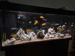 Juwel Aquarium Rio 240 + Malawi Cichliden, Dieren en Toebehoren, Vissen | Aquaria en Toebehoren, Ophalen, Gebruikt, Gevuld zoetwateraquarium