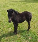 Groote maat zwarte shetland jaarling merrie, Merrie, Niet van toepassing, 0 tot 2 jaar, A pony (tot 1.17m)