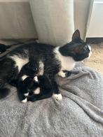 Katertje 11 weken oud zoekt een huisje, Kater
