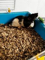 Tamme rat, Dieren en Toebehoren, Knaagdieren, Mannelijk, Rat, Na 1 juli 2024, Tam
