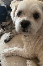 Honden oppas aangeboden, Ophalen