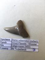 Fossiele haaientand uit Mill: Isurus subserratus (3), Ophalen of Verzenden, Fossiel