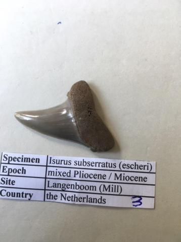Fossiele haaientand uit Mill: Isurus subserratus (3) beschikbaar voor biedingen