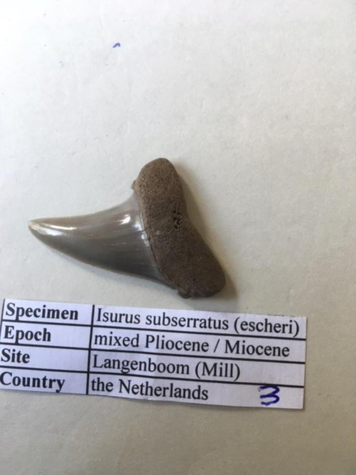 Fossiele haaientand uit Mill: Isurus subserratus (3), Verzamelen, Mineralen en Fossielen, Fossiel, Ophalen of Verzenden