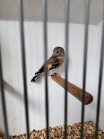 Kleine putter kweekjaar 2025.geringt met 2,5., Dieren en Toebehoren, Vogels | Overige Vogels, Geslacht onbekend, Wildzangvogel