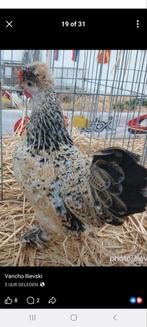 Gezocht broedeieren bulgaarse kriel citroenporselein, Dieren en Toebehoren, Pluimvee, Geslacht onbekend, Kip