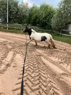 verzorger aangeboden!, Dieren en Toebehoren, Ophalen of Verzenden