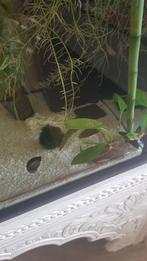 Aqaurium 80 cm alles Inclusief, Dieren en Toebehoren, Vis