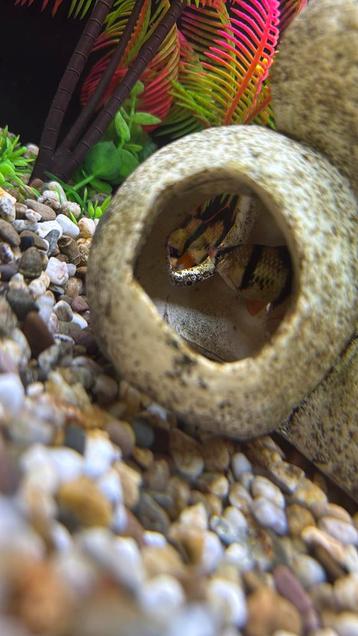7x Sumatraan Barbus (Tiger Barbs) – actief en gezond beschikbaar voor biedingen