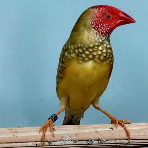 Neochmia ruficauda, Dieren en Toebehoren, Vogels | Overige Vogels, Meerdere dieren