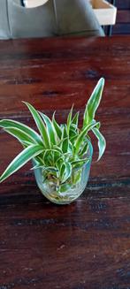 Chlorophytum stek met wortels!, Ophalen, Overige soorten, Halfschaduw, Minder dan 100 cm