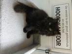 Langharige kitten, Poes, Ontwormd, 0 tot 2 jaar
