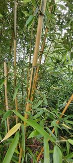 Bamboe Phyllostachys bambusoides, Ophalen, Volle zon, Vaste plant, Siergrassen