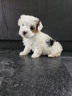 Prachtige yorkshire terrier puppy’s, Yorkshire Terriër, 8 tot 15 weken, Parvo, Meerdere